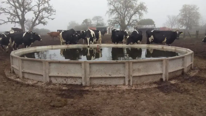 Tanque bebedero de hormigón con vacas tomando agua en un campo de Entre Ríos
